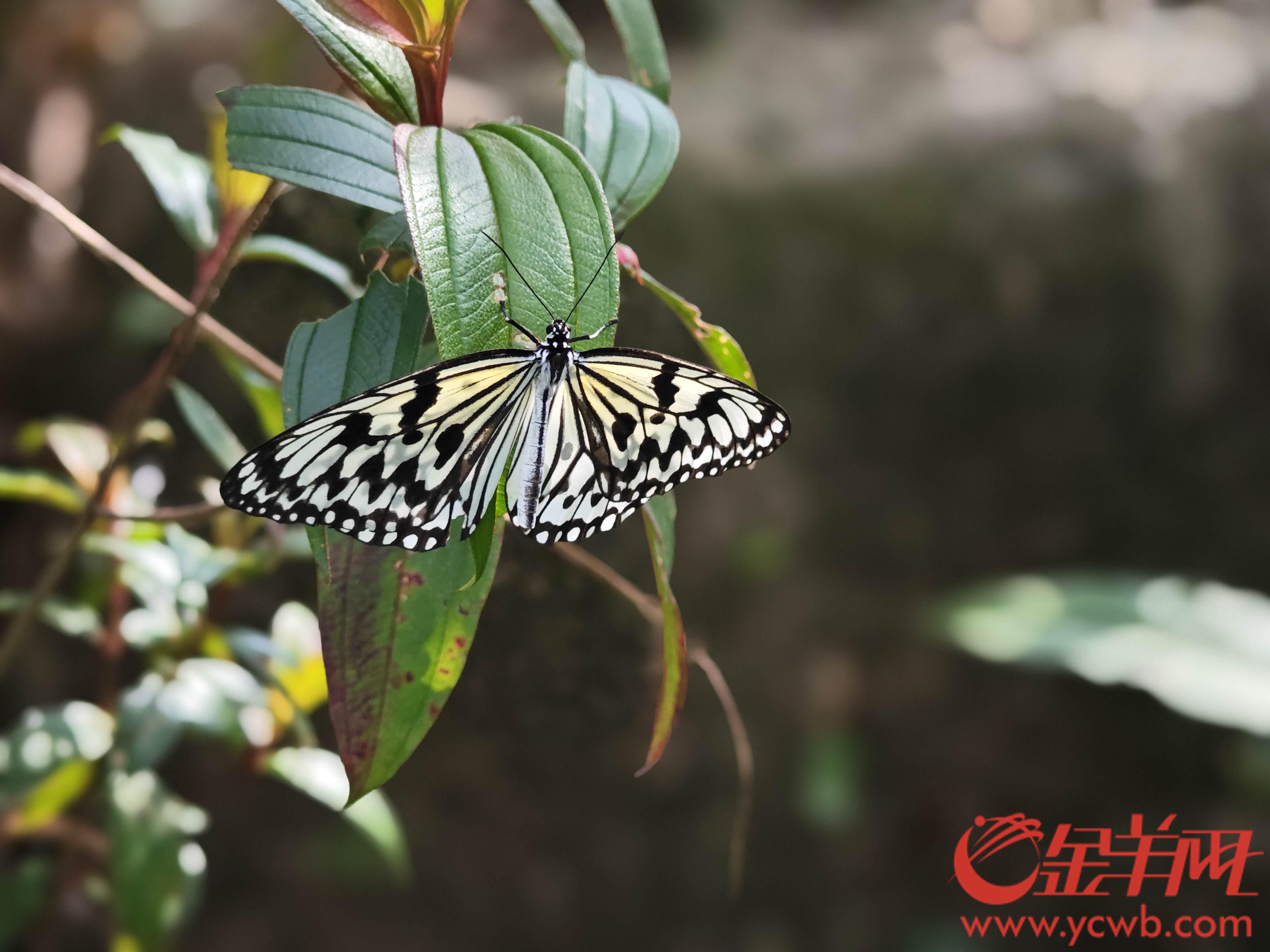 视频｜寻找广州十大魅力街镇来花都梯面赴一场“醉”美之约(图5)
