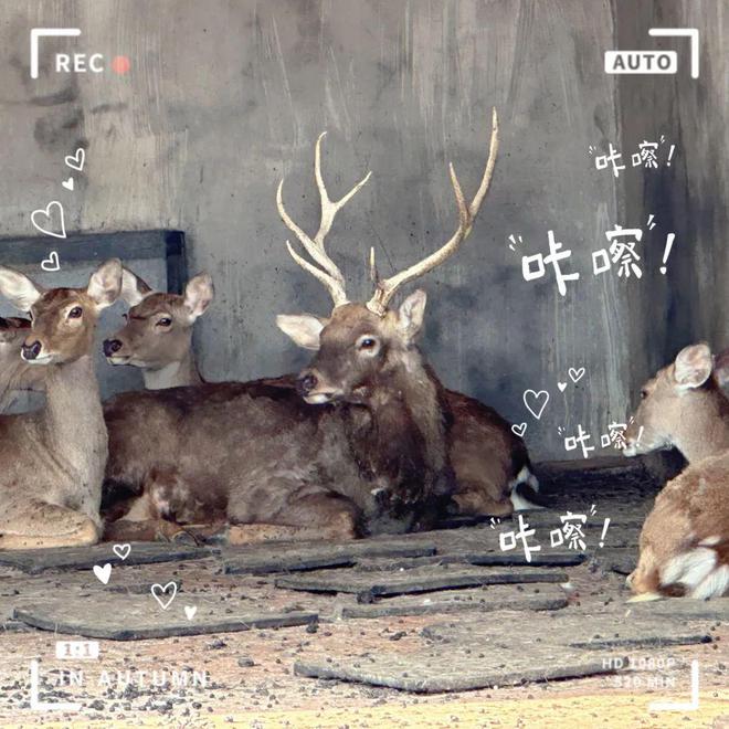 韶关秋日亲子游好去处！喂萌宠、卡丁车、海洋馆…不挤不贵不累！(图16)