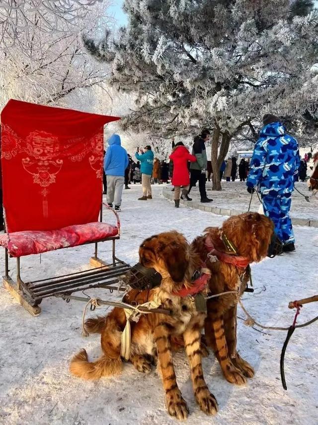 反转重庆文旅曝光东北大爷说谎后恶心的一幕还是出现了(图6)