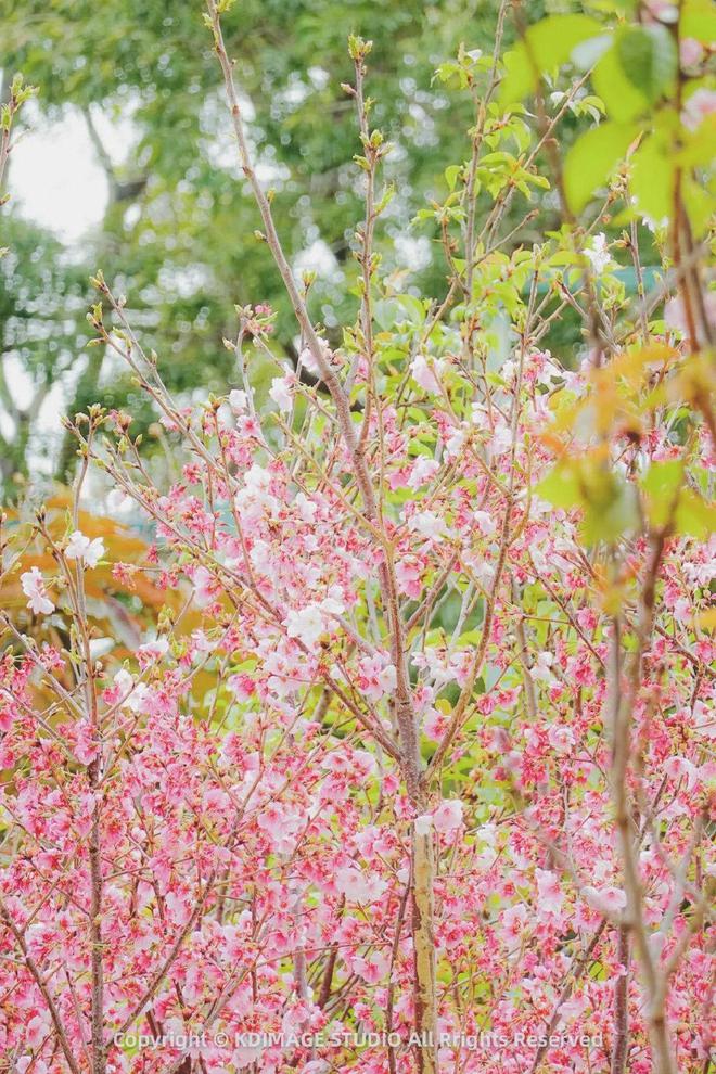 不用去外地深圳也能看樱花还是个遛娃胜地！(图1)
