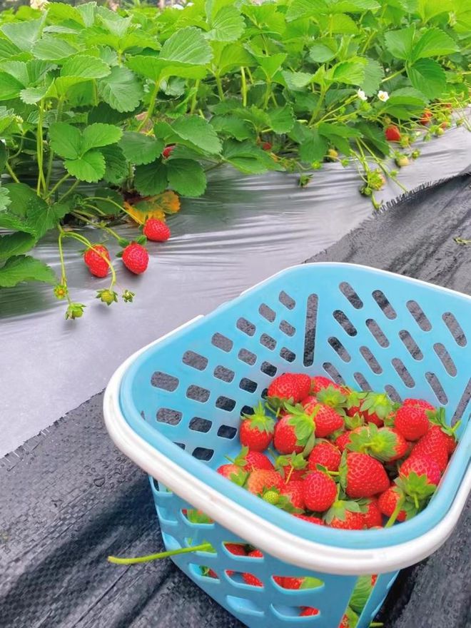 美景美食来中山欢乐乡村游！(图5)