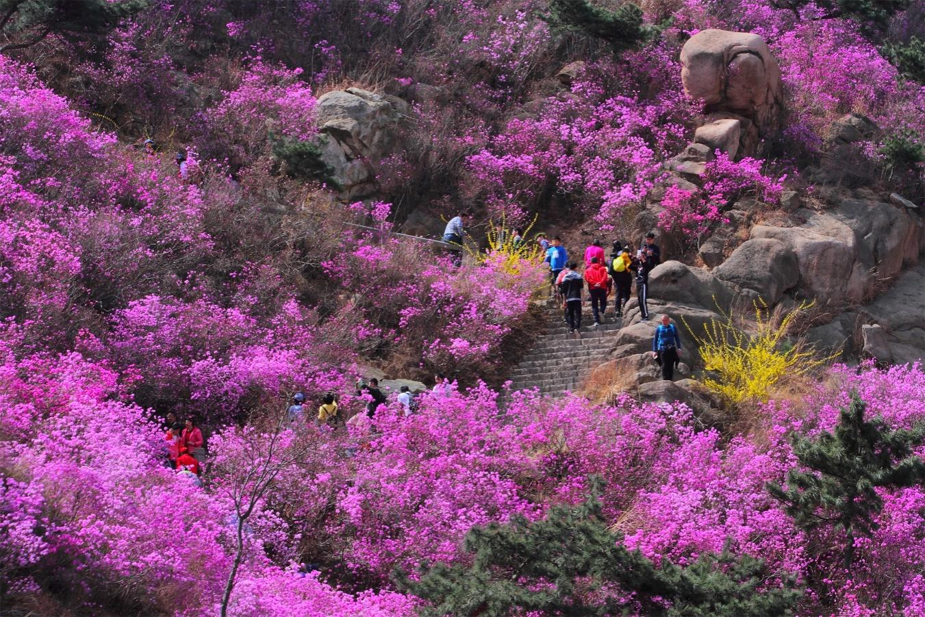 4条春季主题旅游线路发布 青岛西海岸春季旅游图鉴出炉(图1)