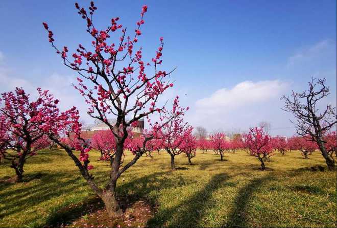 陕西发布26条春季乡村休闲旅游行精品线路(图5)