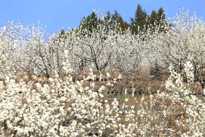 陕西发布26条春季乡村休闲旅游行精品线路(图43)