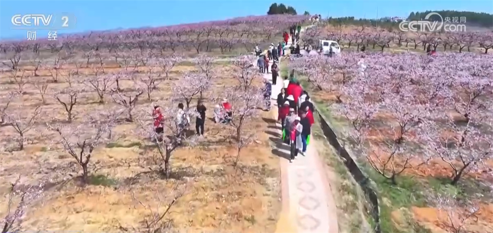 “花”经济“一路繁花”撬动文旅新消费 为乡村振兴“景”上添彩(图6)