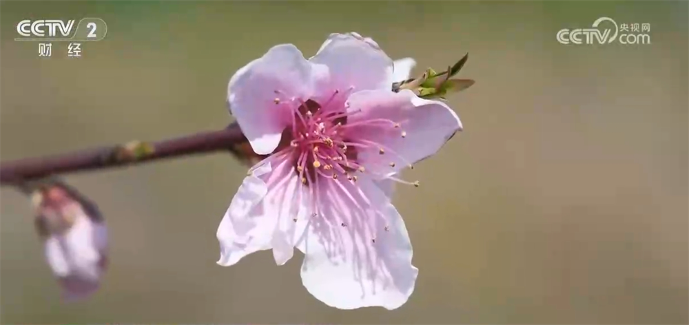 “花”经济“一路繁花”撬动文旅新消费 为乡村振兴“景”上添彩(图7)