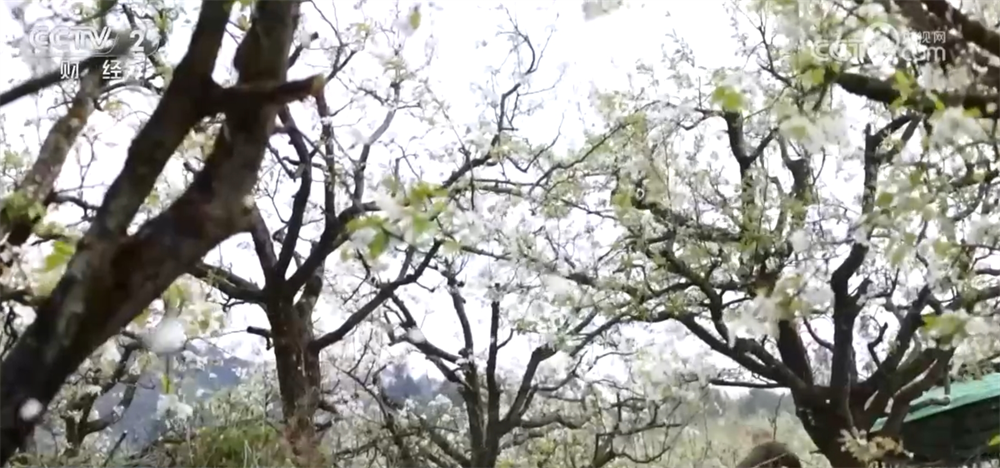 “花”经济“一路繁花”撬动文旅新消费 为乡村振兴“景”上添彩(图8)