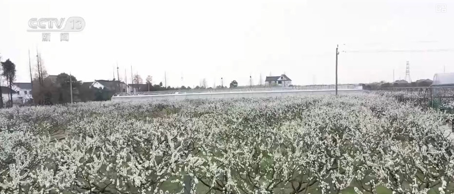 春赏花、夏榨油、秋收粮 “赏花+”扮“靓”经济新增长点(图1)