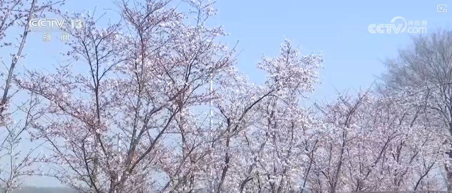 春赏花、夏榨油、秋收粮 “赏花+”扮“靓”经济新增长点(图8)
