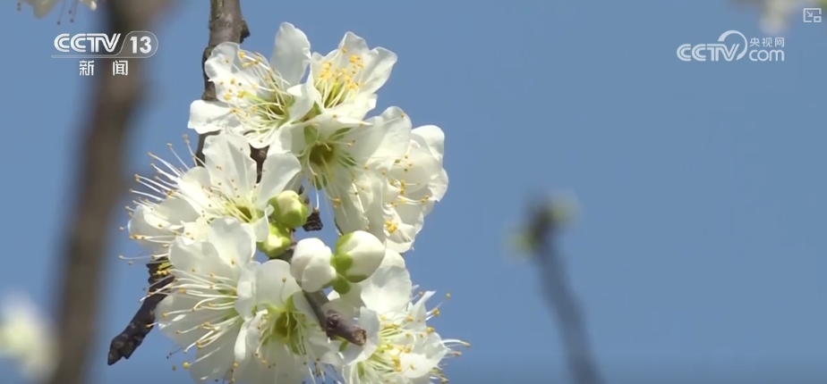 春赏花、夏榨油、秋收粮 “赏花+”扮“靓”经济新增长点(图4)