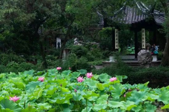 非遗奇遇、露天电影……上海夏日古镇还能这样玩(图13)