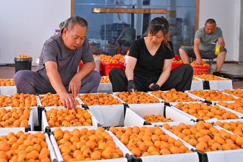 四川仁寿：果香飘四方 “甜蜜”产业促振兴(图2)