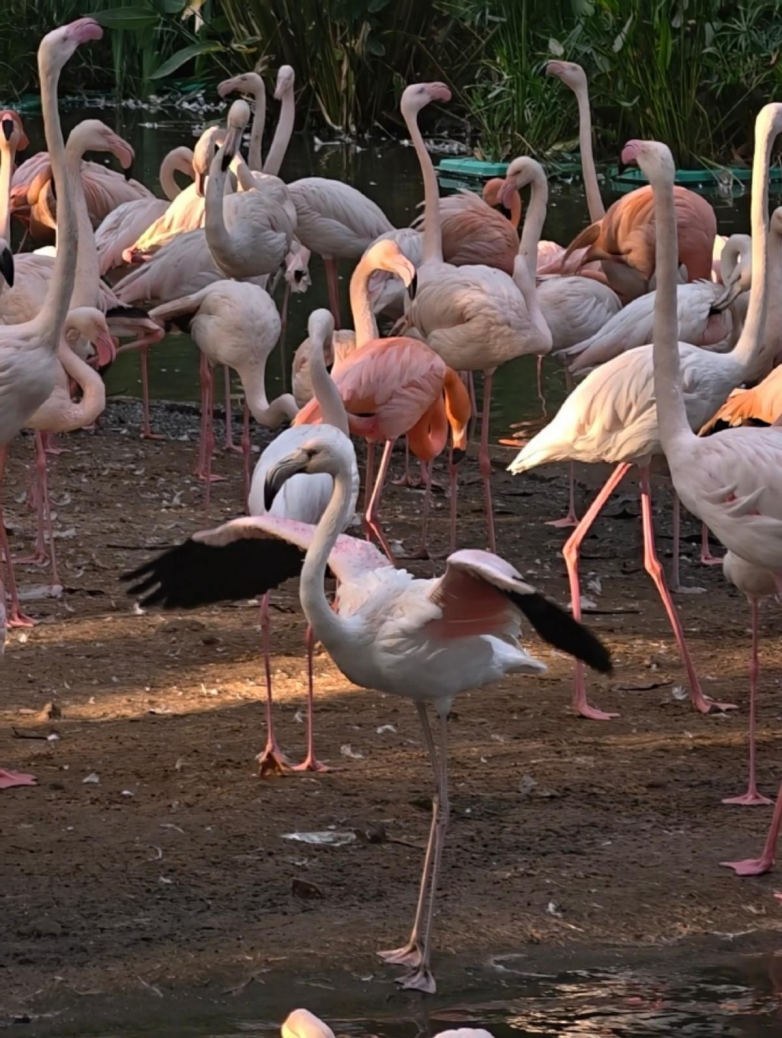 春假亲子出游目的地TOP10发布：厦门园博苑花灯乐园入选全国热门亲子打卡地(图3)