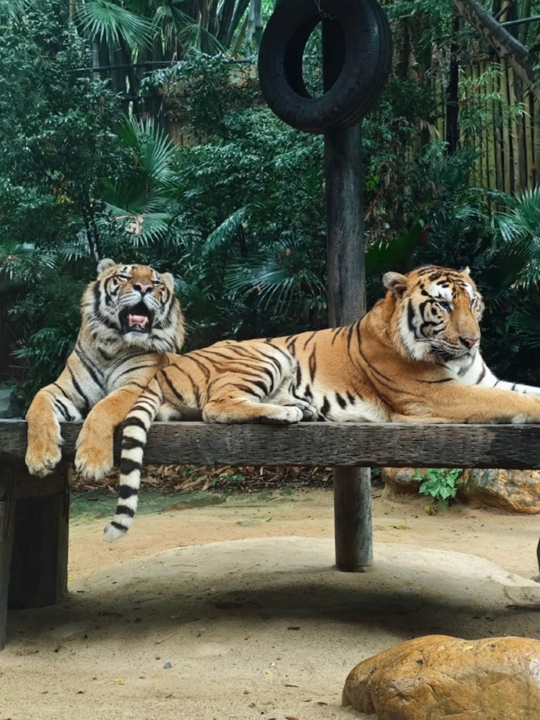 春假亲子出游目的地TOP10发布：厦门园博苑花灯乐园入选全国热门亲子打卡地(图4)