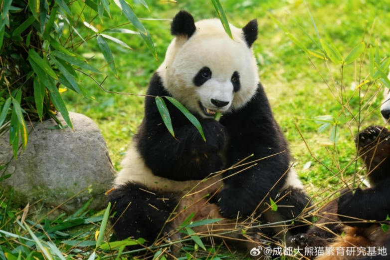 春假亲子出游目的地TOP10发布：厦门园博苑花灯乐园入选全国热门亲子打卡地(图16)