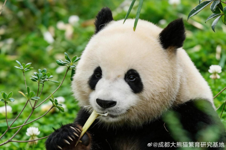 春假亲子出游目的地TOP10发布：厦门园博苑花灯乐园入选全国热门亲子打卡地(图17)