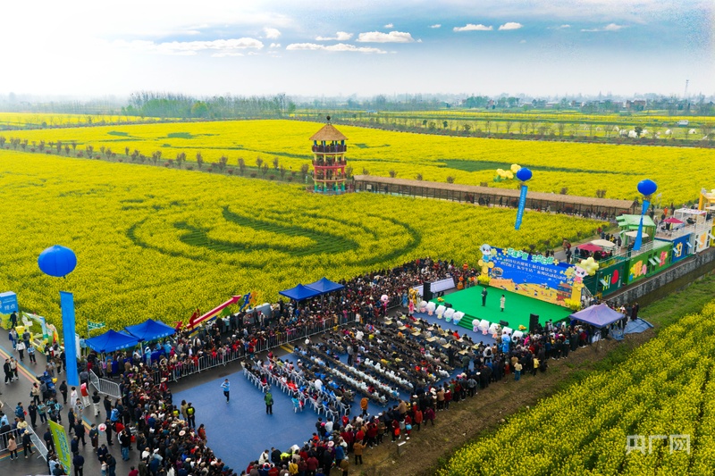 春天“鸠”去白茆赏油菜花海(图2)